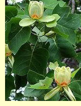 Тюльпановое дерево (Liriodendron tulipifera L.) Тюльпановое дерево (Liriodendron tulipifera L.)